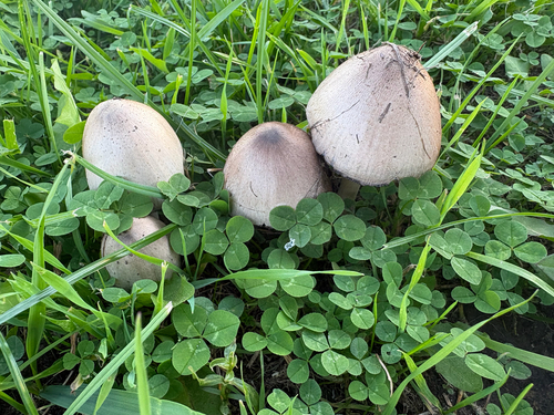Common Ink Cap