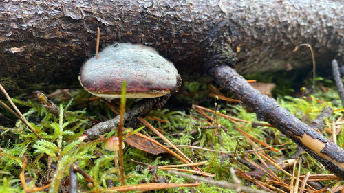 Red-banded Polypore