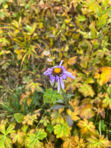 Eurybia sibirica observed 2026-09-23