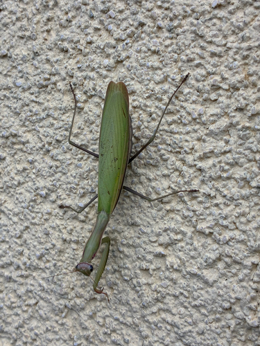 European Mantis