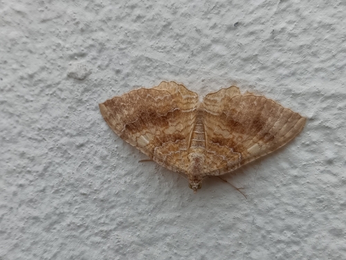 Yellow Shell Moth