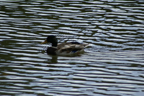 Mallard
