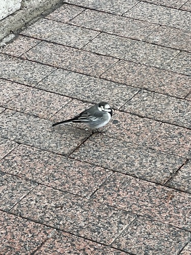 White Wagtail