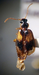 Lebia fuscata
