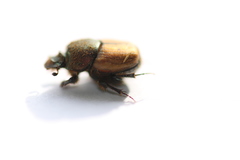 Onthophagus coenobita