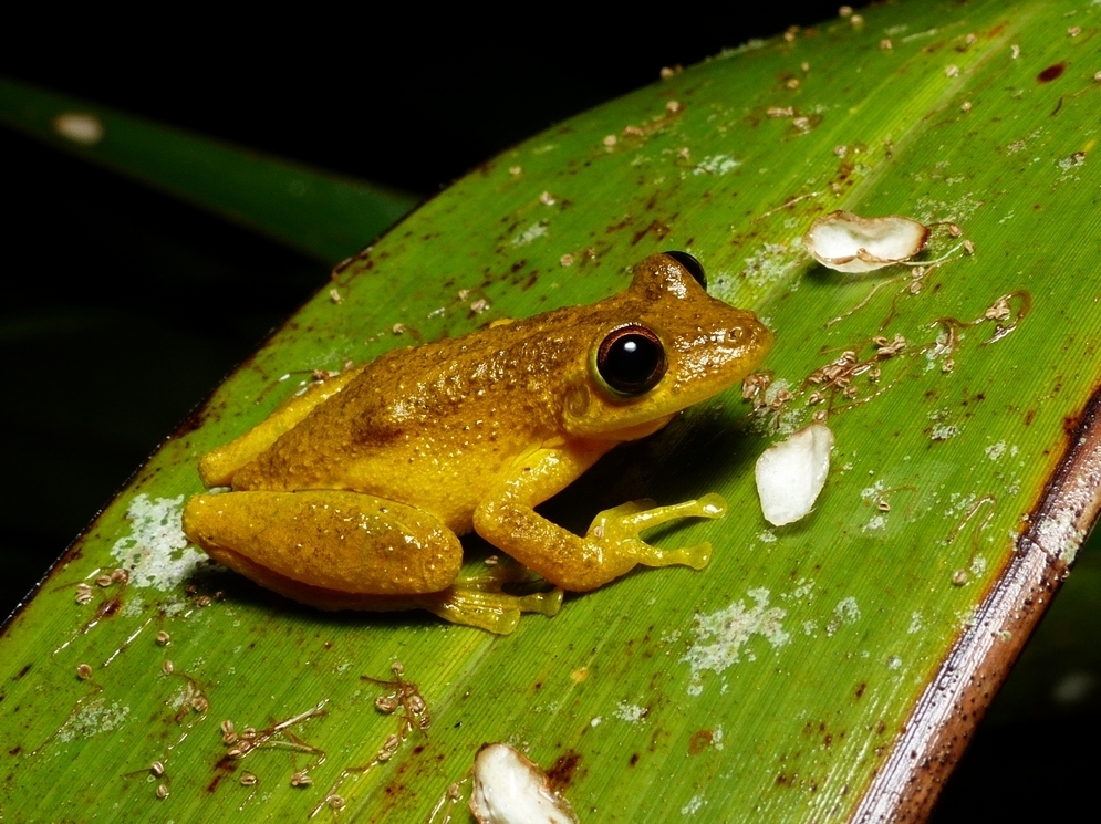 Campo Belo Snouted Tree Frog (Scinax crospedospilus) · iNaturalist