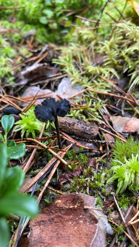 Earpick Fungus