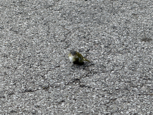 Red-eyed Vireo