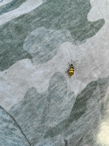 Spotted Cucumber Beetle