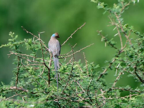 iNaturalist image