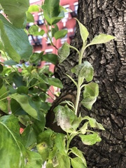 Podosphaera leucotricha