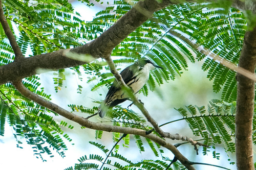 Rhabdornis mystacalis observed 2026-09-20