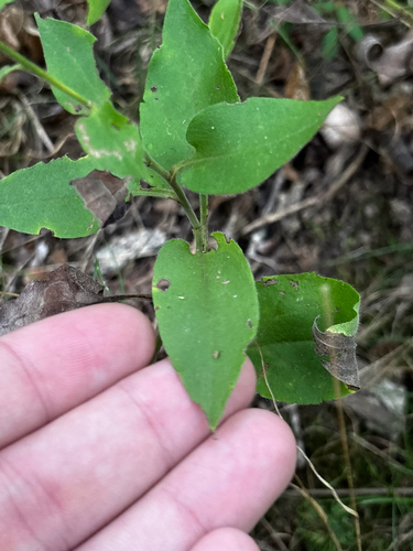 Symphyotrichum anomalum, photograph 3