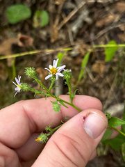 Symphyotrichum anomalum, photograph (c) Chris Stahl, some rights reserved (CC BY)
