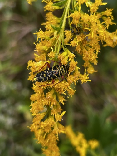 Locust Borer
