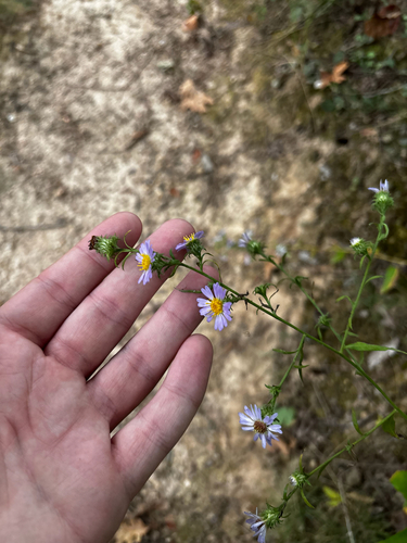 Symphyotrichum anomalum, photograph 5