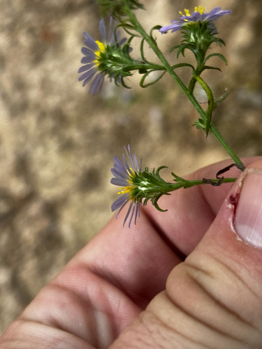 Symphyotrichum anomalum, photograph 6