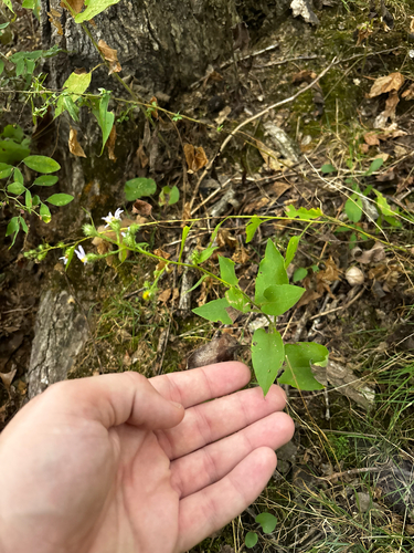 Symphyotrichum anomalum, photograph 4