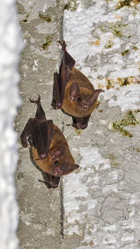 Pallas's Long-tongued Bat
