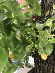 Podosphaera leucotricha