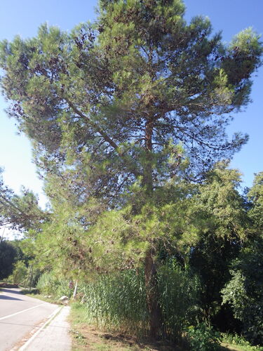 Aleppo pine
