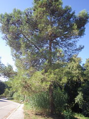(c) Pere Barnola, some rights reserved (CC BY-SA) Pinus halepensis, photograph (c) Pere Barnola, some rights reserved (CC BY-SA)