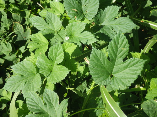 common hops