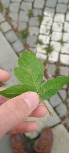 box elder
