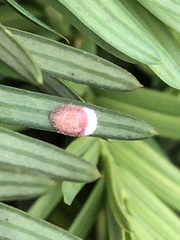 Pulvinaria floccifera