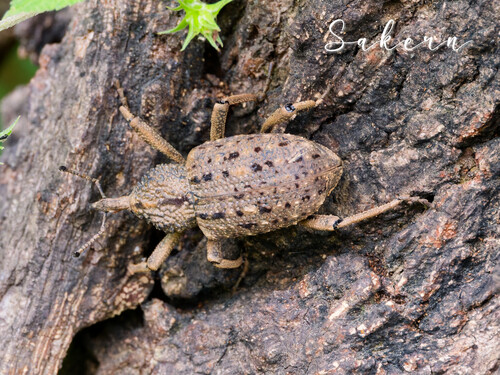 Sipalinus gigas
