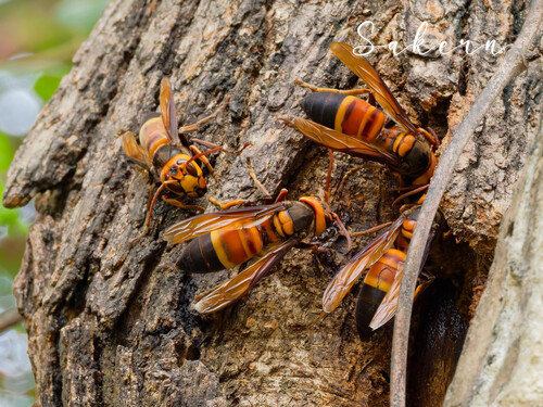 Southern Giant Hornet