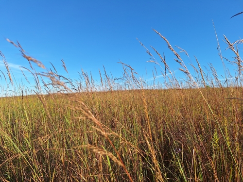 Indiangrass
