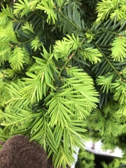 Pulvinaria floccifera