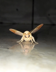 Gonogramma lemoulti