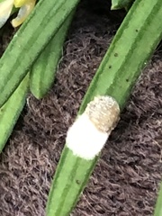 Pulvinaria floccifera