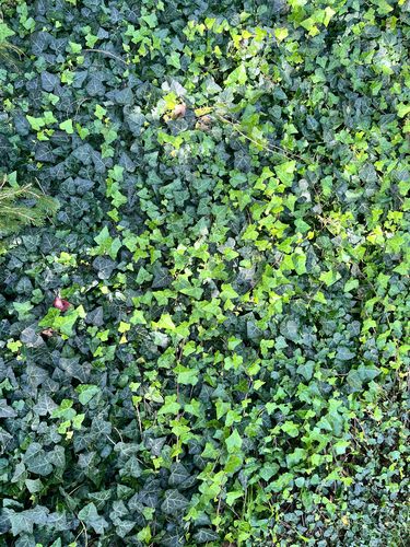 common ivy