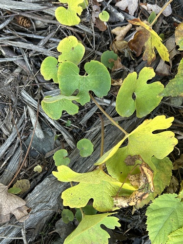 bloodroot