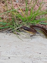 Mastigodryas pulchriceps