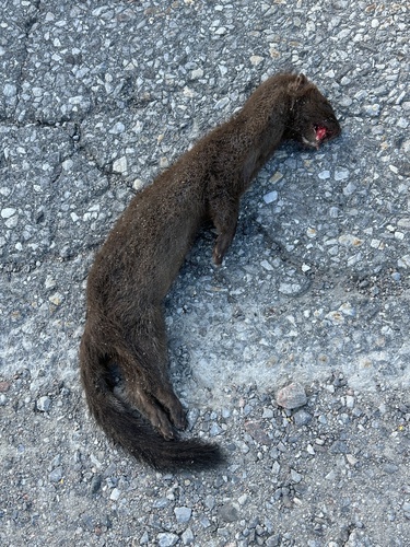 American Mink