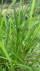 Carex frankii