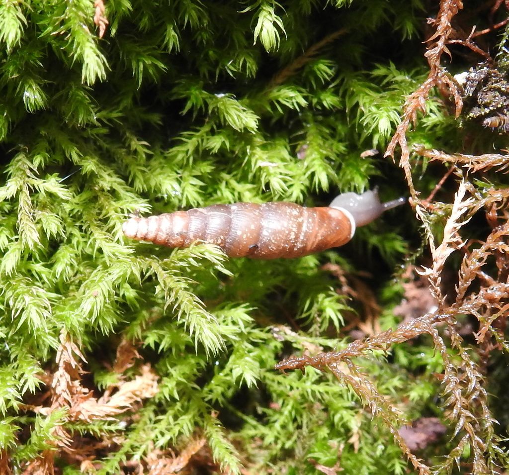 Cochlodina orthostoma (Molluscs of the Slovak Republic) · iNaturalist