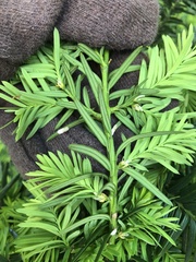 Pulvinaria floccifera