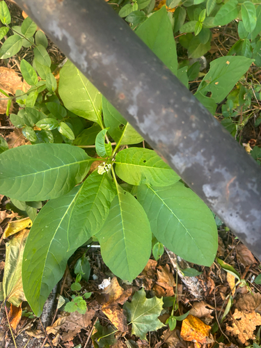 American pokeweed