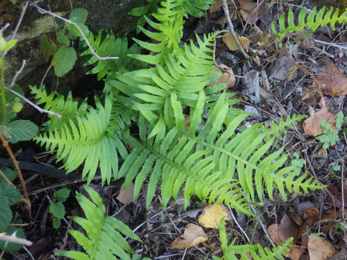 Polypodium cambricum, photograph 1