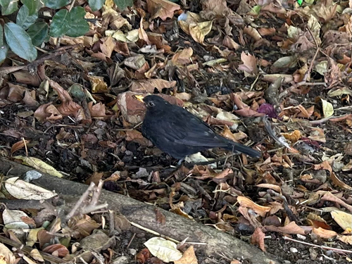 Eurasian Blackbird