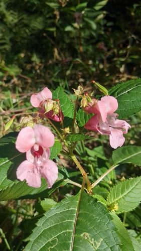 Himalayan balsam