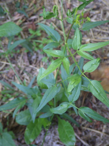 Clematis flammula