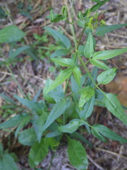 Clematis flammula