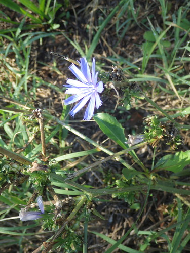 chicory