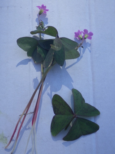 Garden pink-sorrel